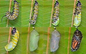 metamorfozis